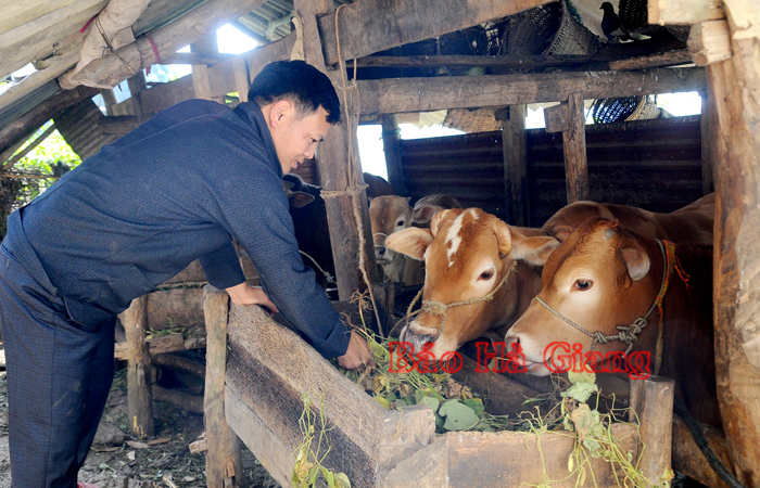 Người dân thôn Mã Pì Lèng, xã Pải Lủng (Mèo Vạc) phát triển chăn nuôi bò theo hướng hàng hóa. 		Ảnh: TIẾN HẰNG