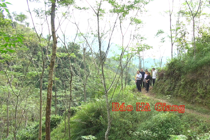 Lãnh đạo huyện Hoàng Su Phì kiểm tra diện tích rừng sản xuất tại xã Nam Sơn.