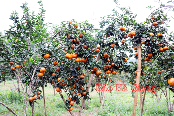 Vườn cam Sành của HTX sản xuất Nông, lâm nghiệp Minh Thành, xã Trung Thành (Vị Xuyên) được cấp chứng nhận VietGAP.