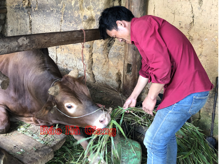 Anh Giàng Seo Thào chăm sóc bò.