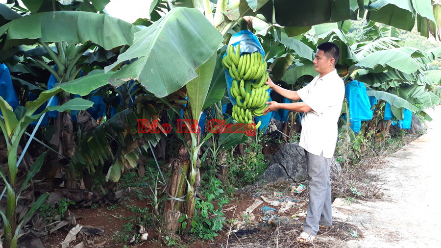 Anh Chu Văn Giàng, thôn Lùng Pục kiểm tra sự phát triển của quả chuối.