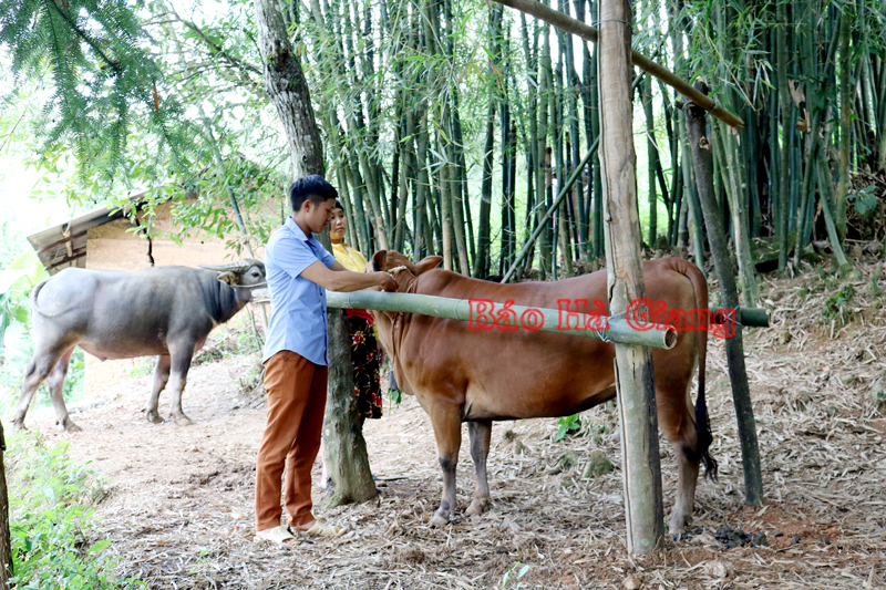 Tiêm vắc xin cho đàn trâu, bò ở thôn Đoàn Kết, thị trấn Đồng Văn.  