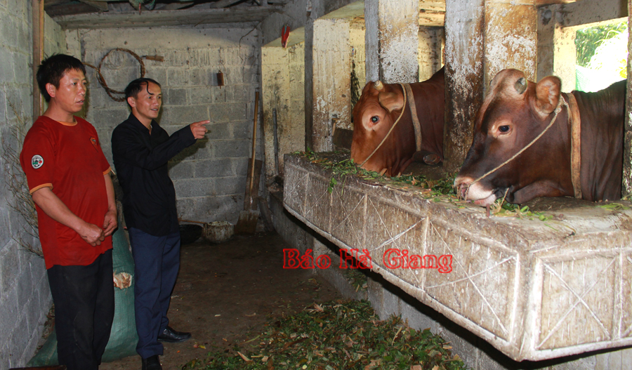 Nuôi bò vỗ béo giúp gia đình anh Vàng Nỏ Páo, thôn Lũng Hòa A, xã Sà Phìn (Đồng Văn) có thu nhập ổn định.