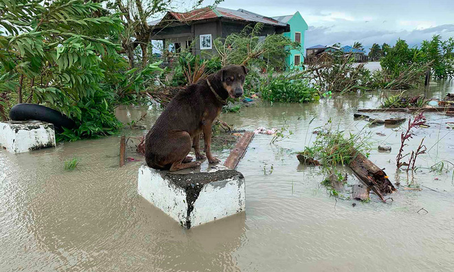 Chú chó ngồi trên trụ bê tông ngập trong nước lũ tại thành phố Pola, Philippines. Ảnh: Getty Images