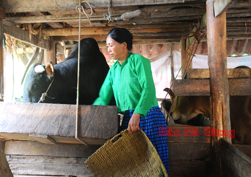 Từ nguồn vốn vay Agribank Mèo Vạc, nhiều gia đình xã Pả Vi có điều kiện phát triển chăn nuôi.