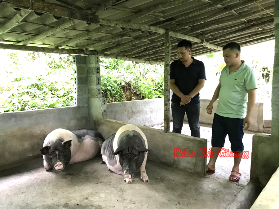 Mô hình nuôi lợn sinh sản của gia đình đảng viên Lục Đức Giang (bên phải) , thôn Lang Lầu.