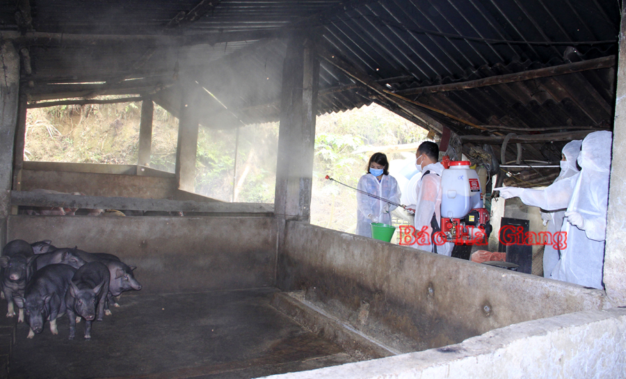 Người dân xã Đạo Đức (Vị Xuyên) phun hóa chất tiêu độc, khử trùng chuồng trại chăn nuôi