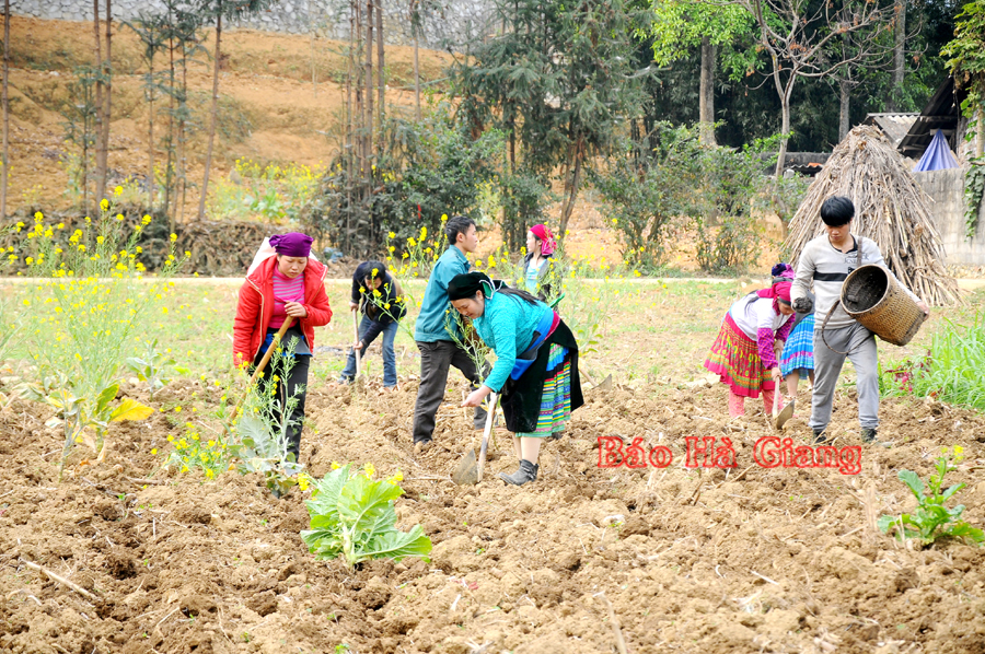 Nông dân thị trấn Mèo Vạc làm đất gieo trồng cây vụ Đông.