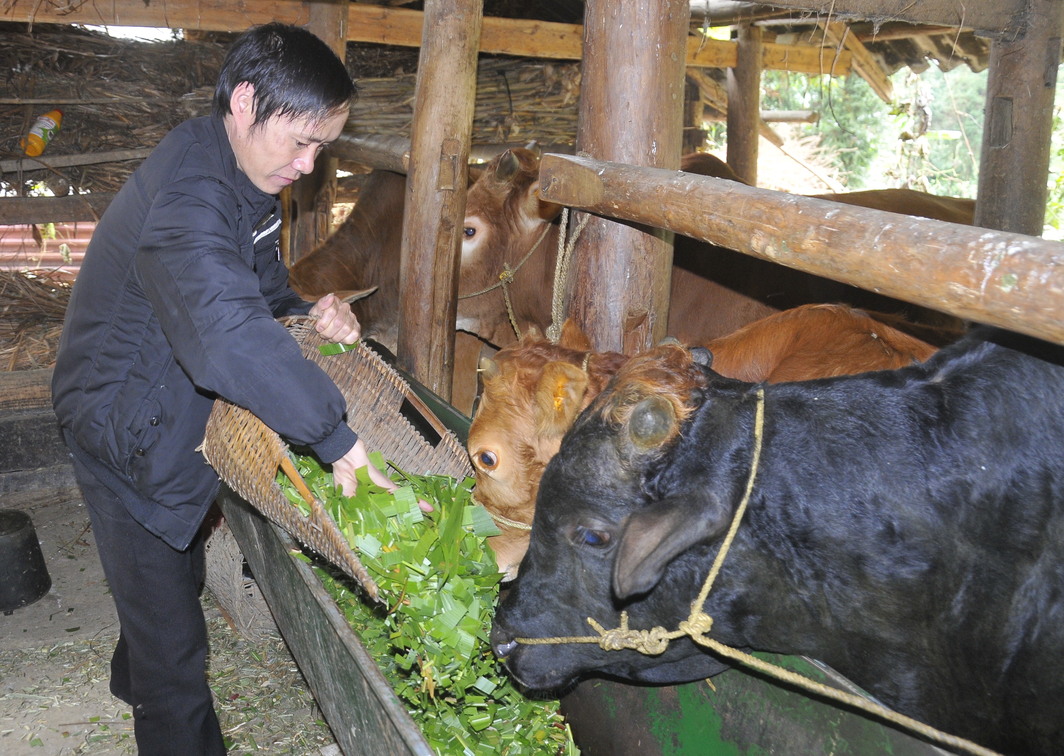 Chăn nuôi bò nhốt, giúp người dân thôn Há Chế, xã Sủng Trà (Mèo Vạc) từng bước thoát nghèo. 	