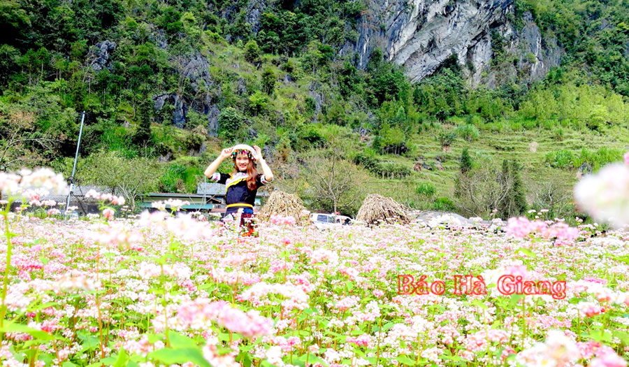 Hoa Tam giác mạch thung lũng Sủng Là (Đồng Văn).       Ảnh: PHẠM HOAN