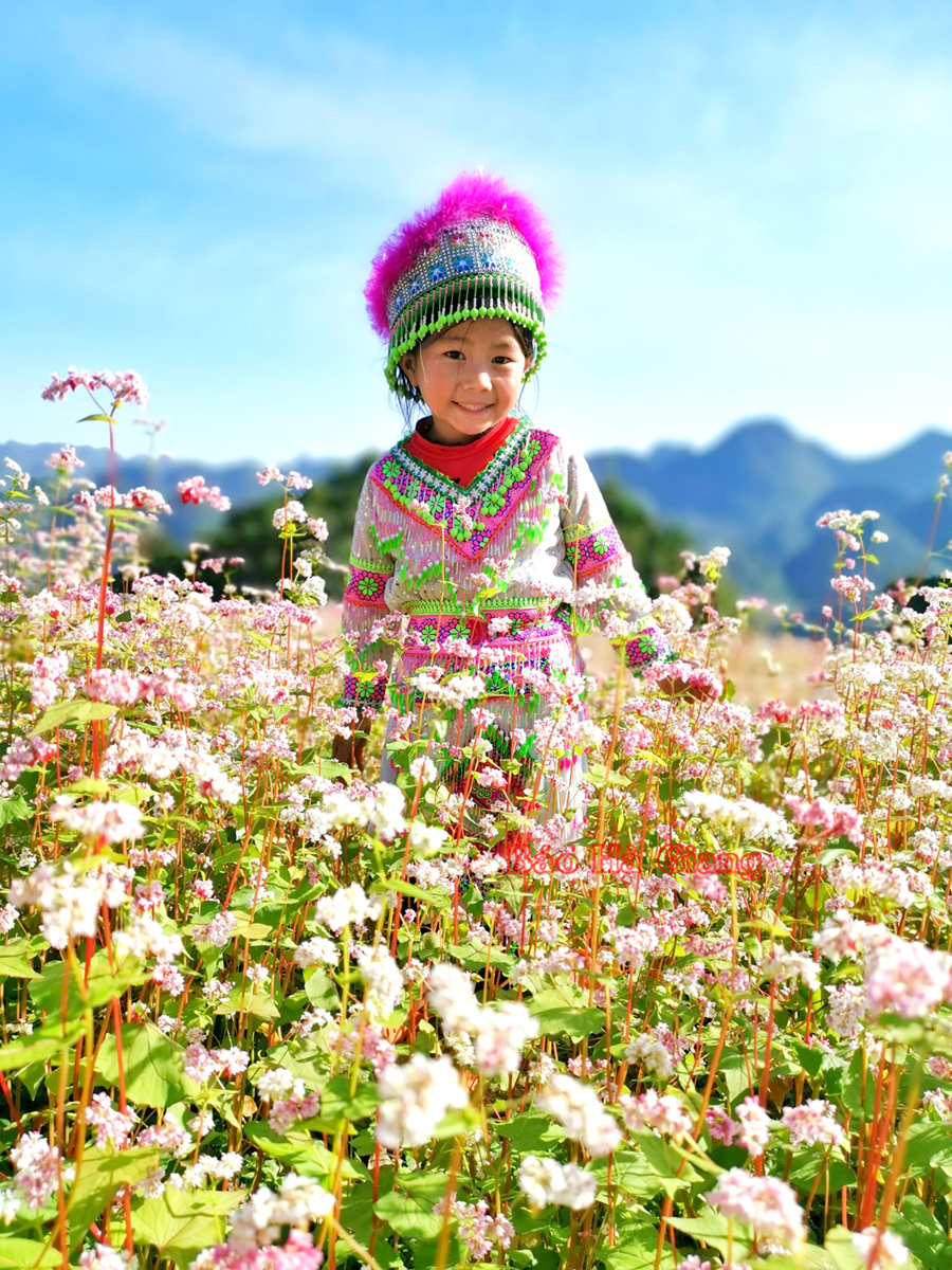 Em bé người Mông và hoa Tam giác mạch.