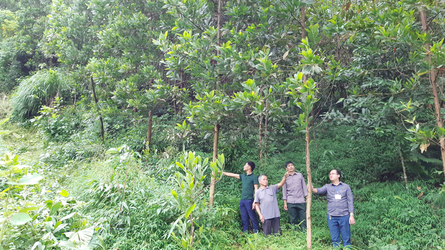 Cán bộ xã kiểm tra sự sinh trưởng, phát triển rừng keo Úc của gia đình ông Thương Thái Cấp, thôn Mịch A.