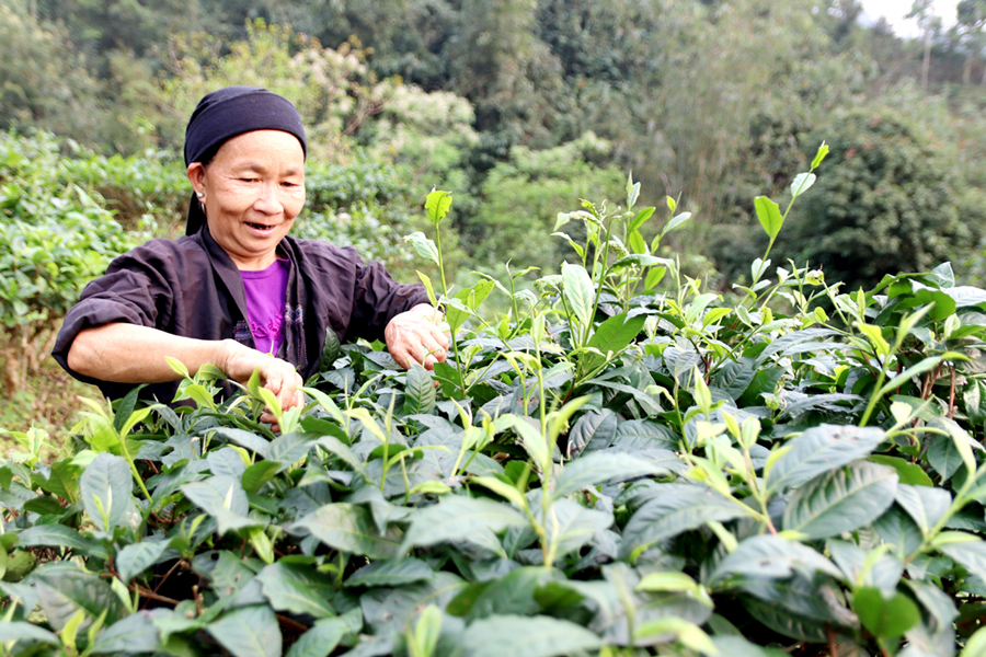 Người dân xã Tân Thành (Bắc Quang) thu hái chè Shan tuyết.