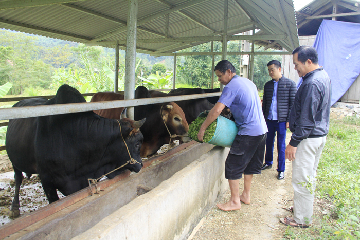 Anh Hoàng Ngọc Xanh, thôn  Mịch A, xã Thuận Hòa (Vị Xuyên) thu nhập trên 100 triệu đồng/năm từ chăn nuôi gia súc, gia cầm.