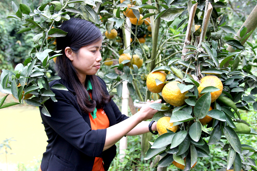 Người dân xã Vĩnh Phúc thu hoạch cam Sành.