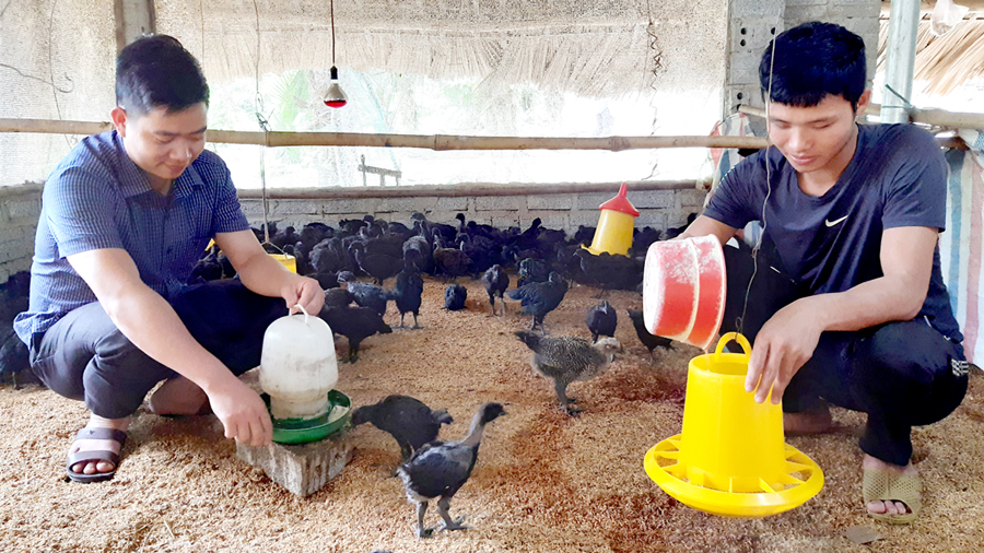 Anh Đặng Văn Thừa (phải) kiểm tra thức ăn cho gà.