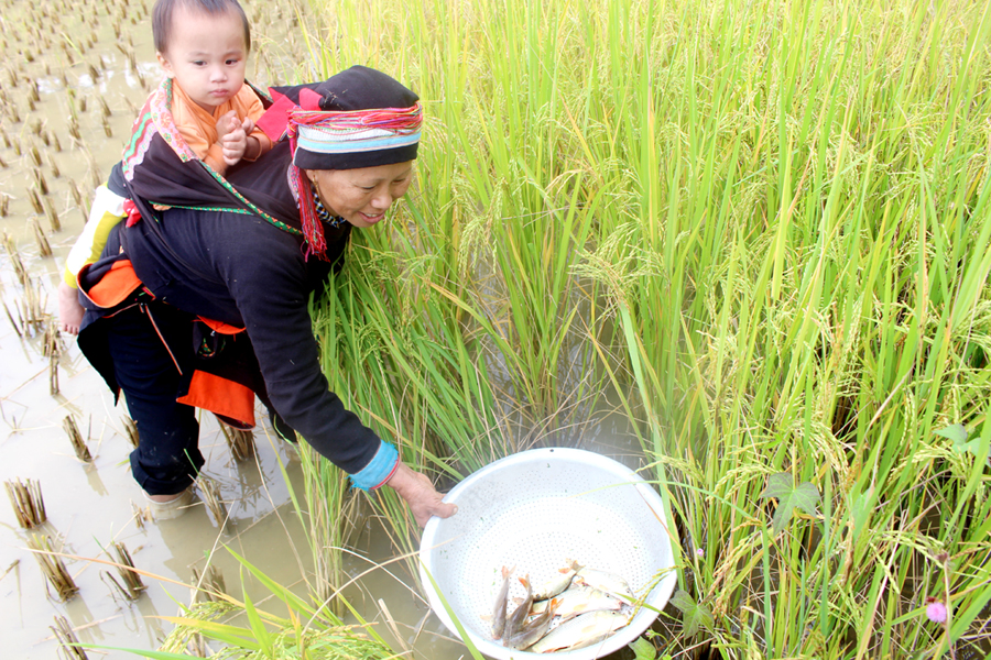 Chị Lý Thị Thịnh, thôn Bản Lầng, xã Yên Phong (Bắc Mê) thu hoạch cá Chép.