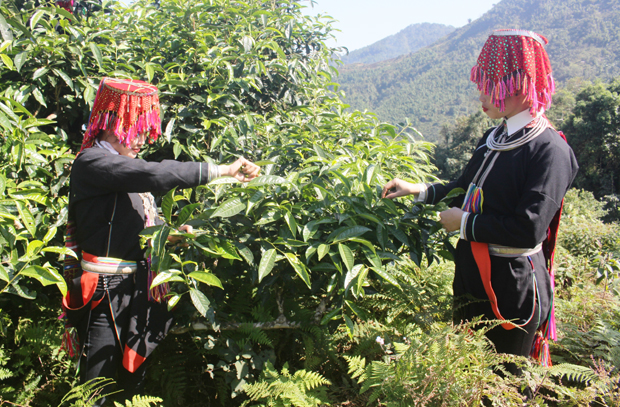 Thiếu nữ người Dao thôn Xà Phìn hái chè Shan tuyết.