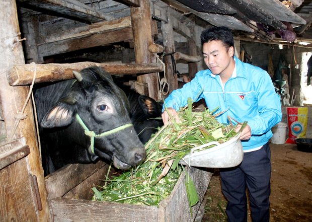 Anh Vàng Minh Thề chăm sóc đàn bò.