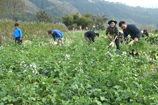 Người dân thôn Cốc Be, xã Nàng Đôn thu hoạch củ cải nương.