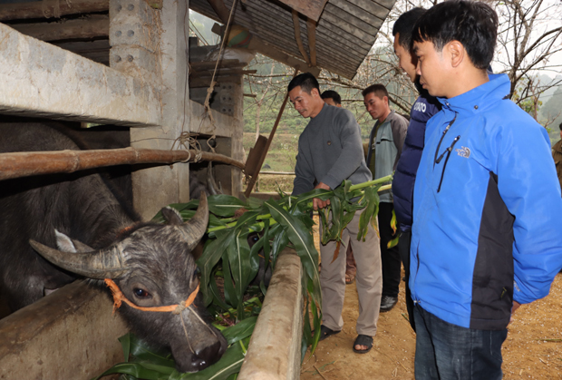 Các đại biểu thăm mô hình chăn nuôi trâu tại thôn Đồng, xã Trung Thành.