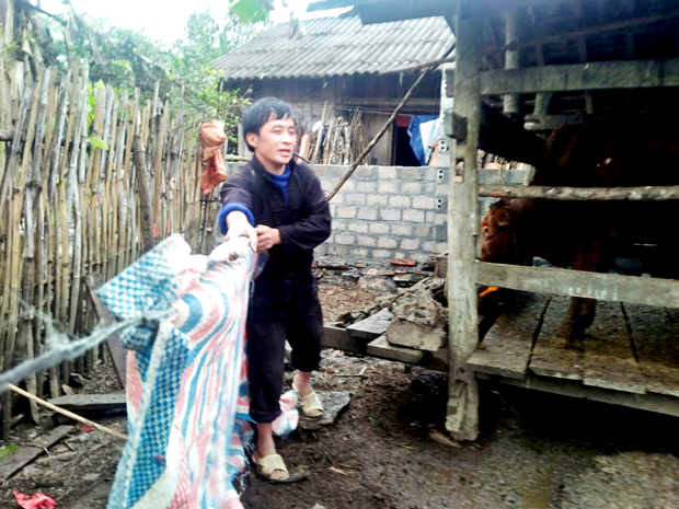 Người dân xã Thanh Vân che chắn chuồng nuôi bò.