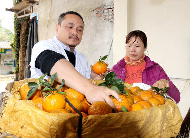 Công ty Cổ phần Cam Ta (Bắc Quang) thu mua cam Sành, chế biến thành mứt, siro, rượu và tinh dầu cam – những sản phẩm OCOP cấp tỉnh.