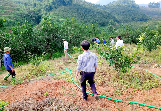                                                                    Hệ thống tưới nước sạch cho vườn cam xã Yên Hà.