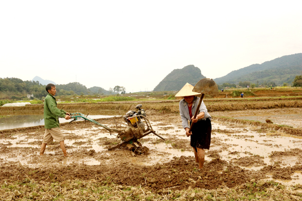 Người dân thôn Tân Thành, xã Phương Độ (thành phố Hà Giang) làm đất cấy lúa.                                                                                                              Ảnh: HOÀNG NGỌC