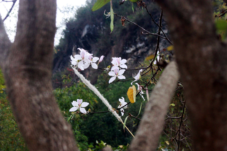 Hoa ban là 1 loài thực vật có hoa trong họ đậu. Cây có thể cao tới 10 - 12 m.