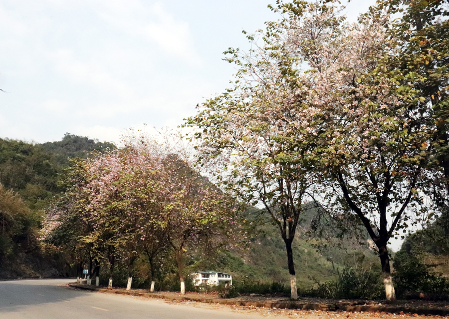 Tuyến đường Nguyễn Văn Linh, thành phố Hà Giang trở thành tuyến đường hoa ban.