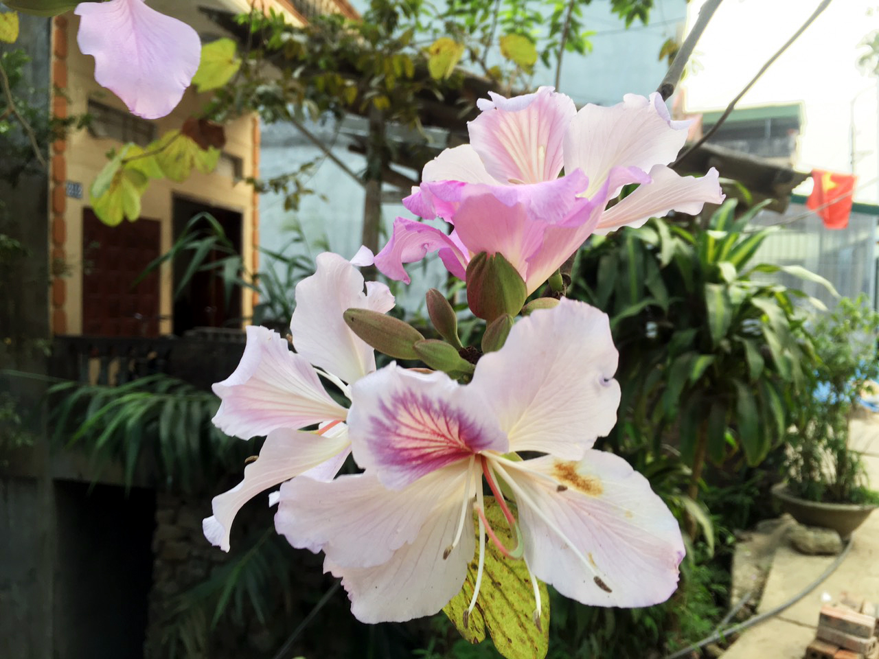 Hoa ban thường mọc ra từ nách lá còn non với 5 cánh có màu, thường là màu trắng có sọc hồng nhạt, tím hoặc là màu phớt tím có sọc tím đậm hơn. Đường kính hoa khoảng từ 8 - 12 cm. (Ảnh: Lý Ngân)