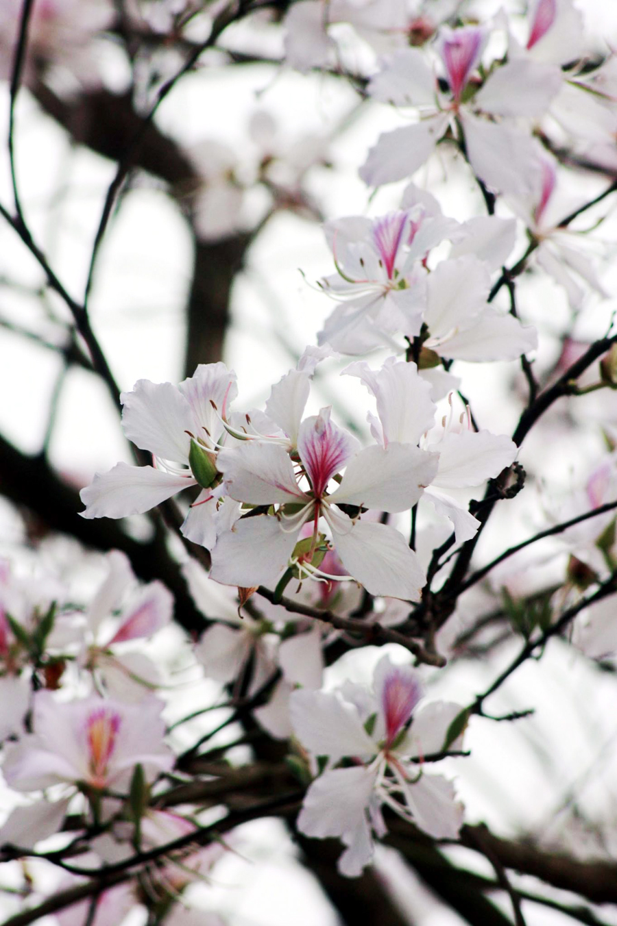 Mùa hoa ban thường kéo từ cuối tháng 2 đến tháng 4.