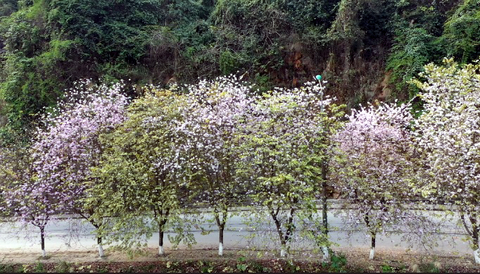 Sắc hoa hồng tím làm bừng sáng cả tuyến đường.