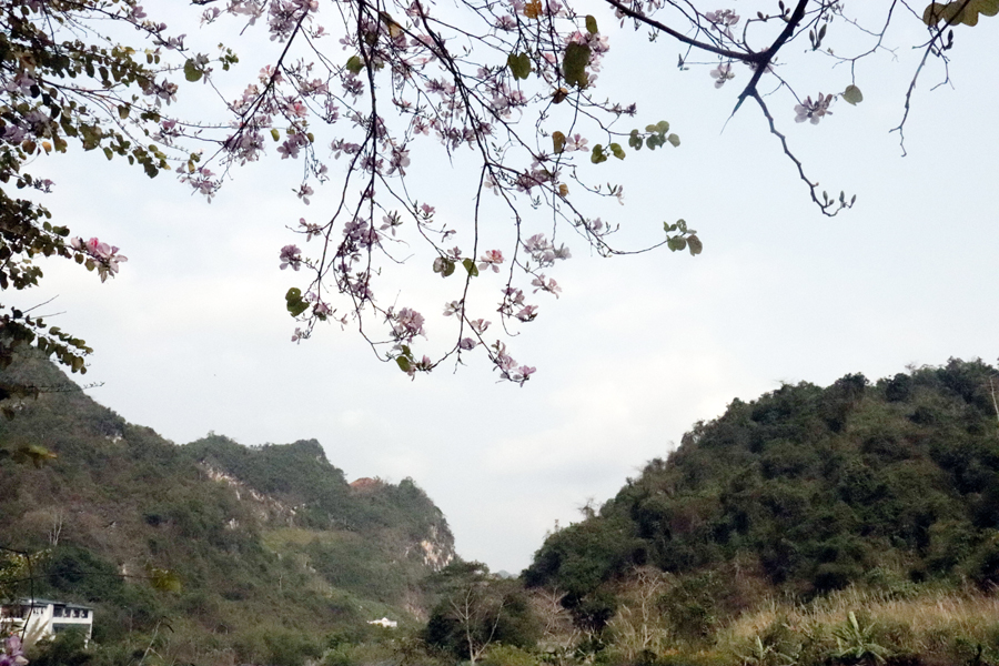 Đối với người miền núi, đặc biệt là giới trẻ, mùa hoa ban nở cũng là mùa đẹp nhất trong năm.