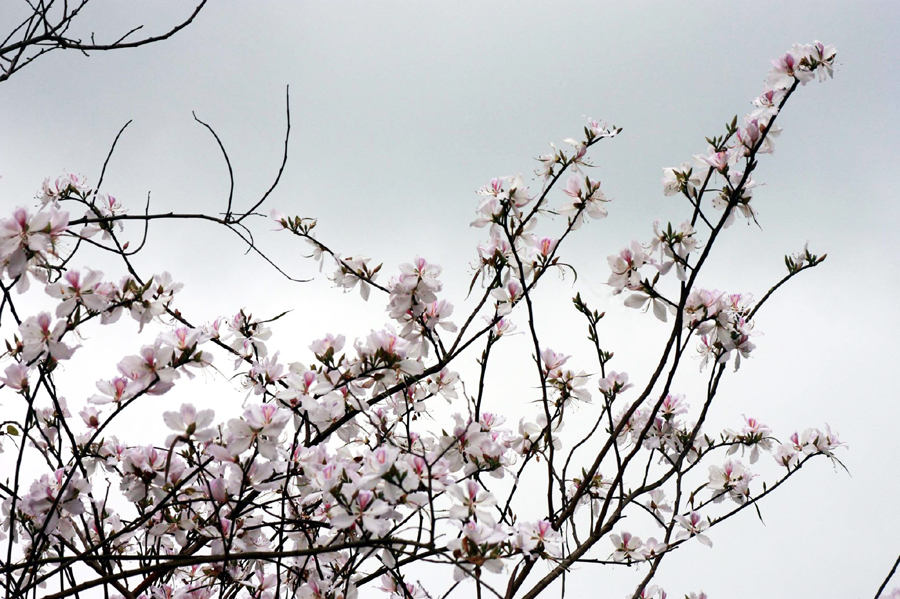 Việc trồng hoa ban trên tuyến đường Nguyễn Văn Linh cũng góp phần tạo dấu ấn, điểm nhấn và “cá tính” cho tuyến đường này.