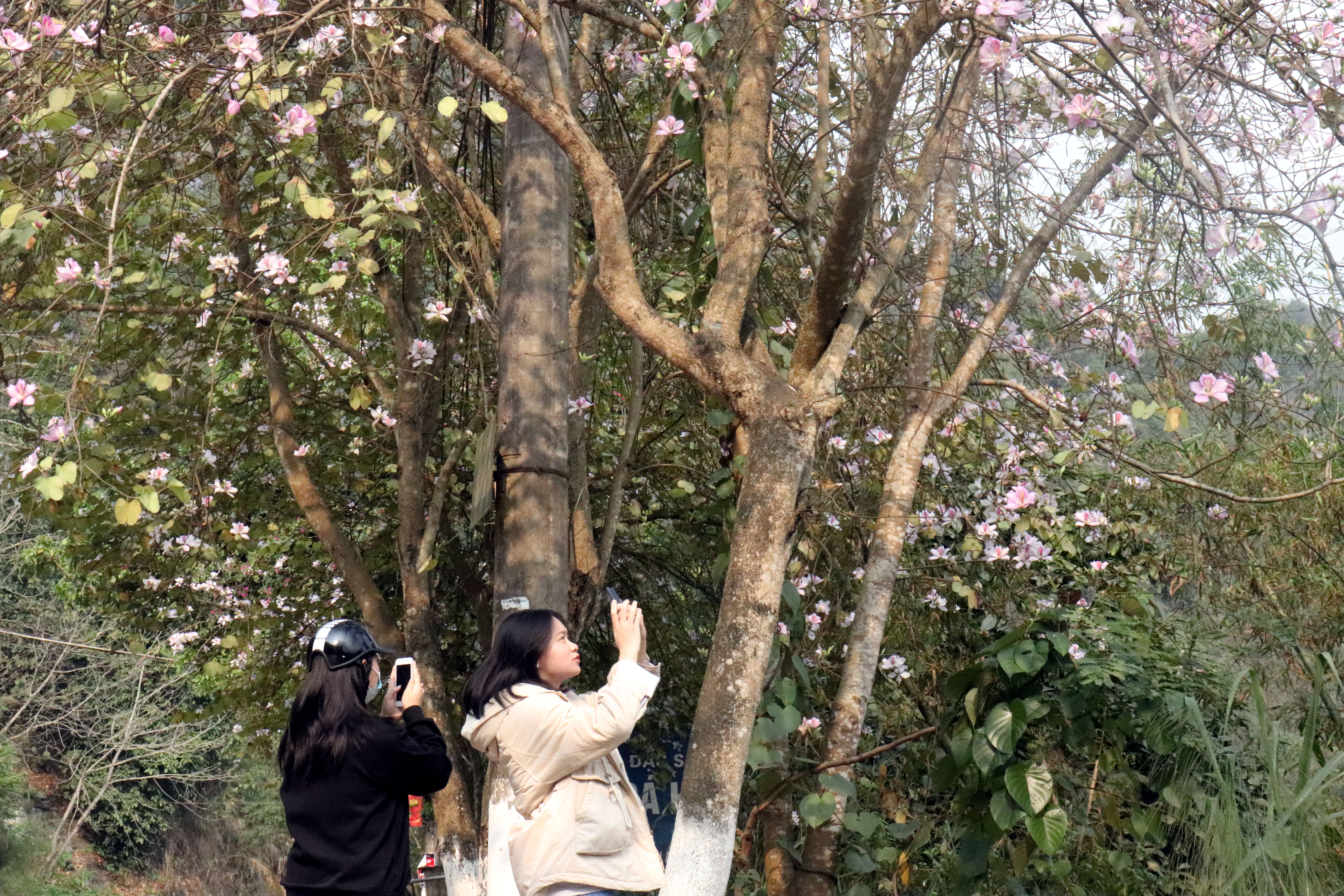 Sắc ban rực rỡ thu hút rất nhiều người dân đến tham quan, chụp ảnh.