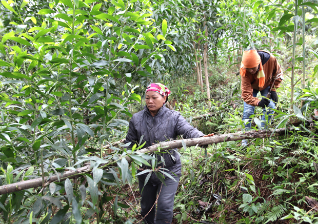 Người dân xã Đồng Tâm (Bắc Quang) tạo sinh kế bền vững từ trồng rừng.