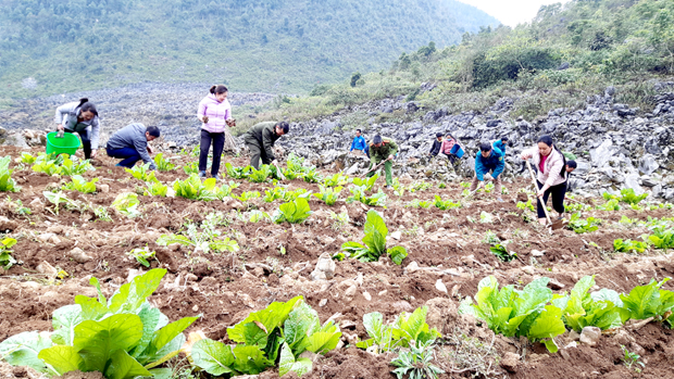 Người dân cải tạo đất trồng Sâm khoai.