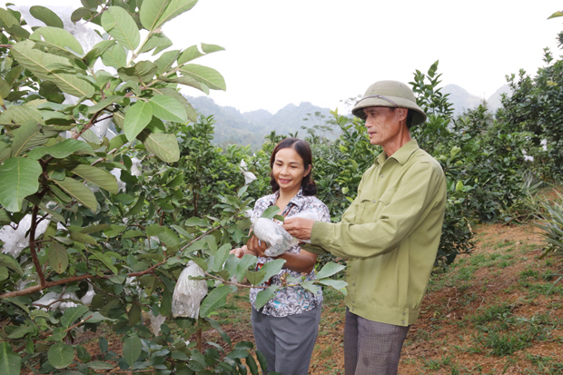 Vườn cây ăn quả của hộ ông Nguyễn Thái Học, thôn An Tiến (xã Hùng An). 