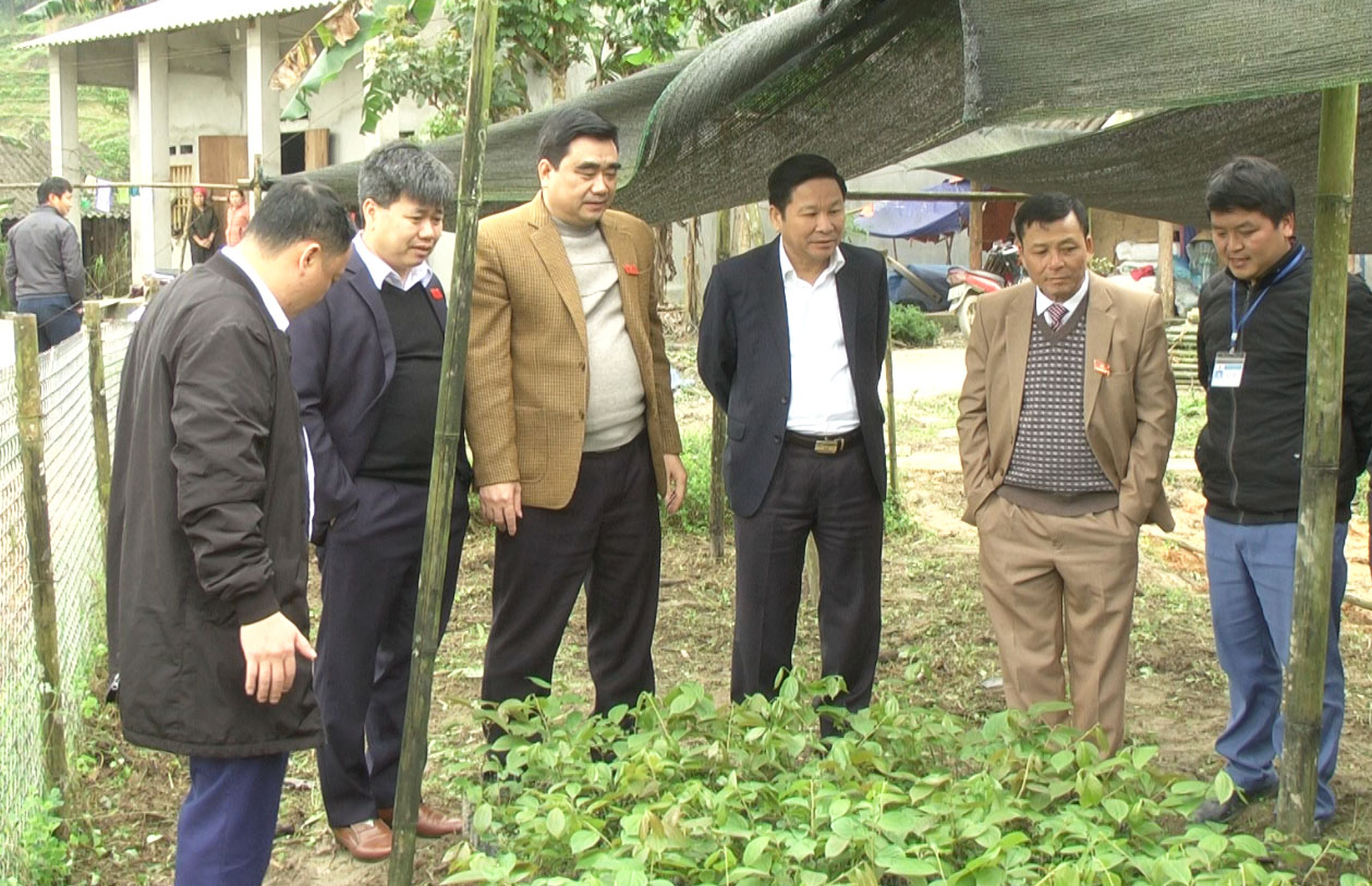 Phó Chủ tịch HĐND tỉnh Hoàng Văn Vịnh thăm mô hình vườn ươm cây giống của anh Vàng Hồ Kháng tại thôn Bản Thăng, xã Tùng Vài.