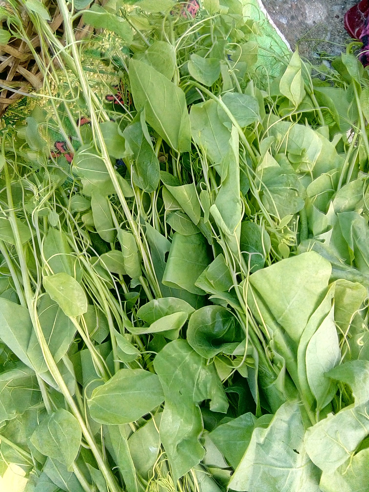 Rau khai