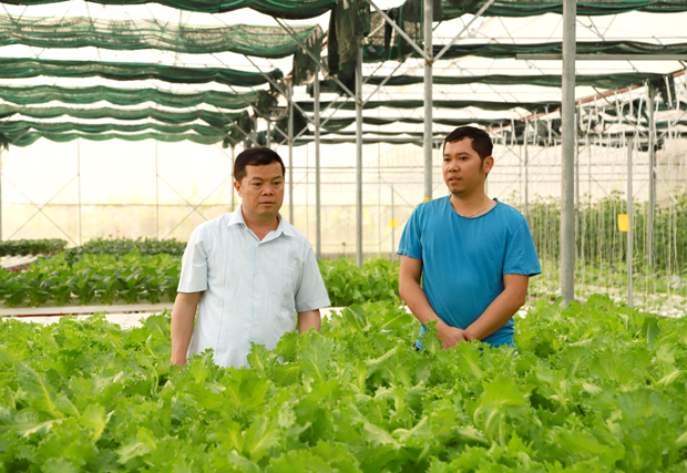 Lãnh đạo huyện kiểm tra hiệu quả sản xuất rau thủy canh của HTX Ngọc Bích.