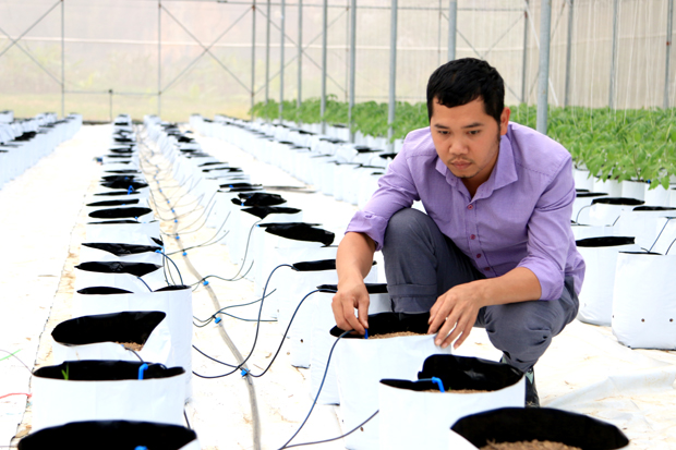 Anh Nguyễn Xuân Vình, HTX Ngọc Bích lắp đặt hệ thống tưới nhỏ giọt để trồng dưa và cà chua.