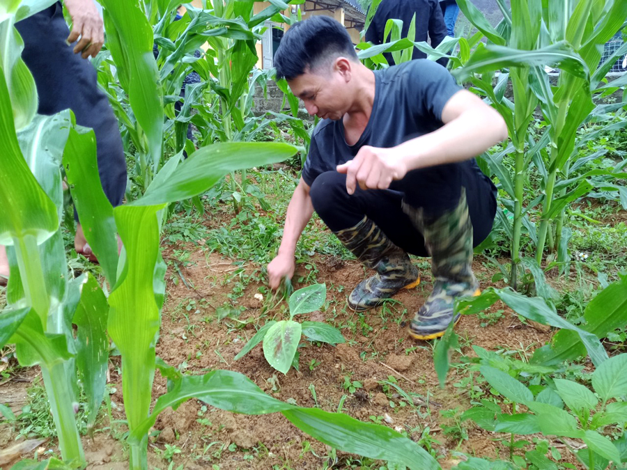 Người dân thôn Thượng kiểm tra quá trình phát triển cây chuối Tiêu hồng.