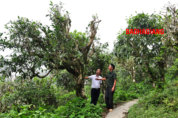 Quần thể những “cụ chè Shan tuyết” trăm tuổi quanh nhà ông Triệu Chàn Quấy, thôn Chu Thượng, xã Tân Lập (Bắc Quang).