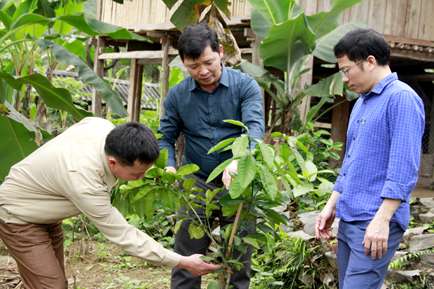 Nhờ ứng dụng KHKT từ khâu chọn giống, làm đất, chăm sóc nên vườn bưởi Da xanh của anh Vi Văn Giáp, thôn Nậm Rịa, xã Tùng Bá phát triển tốt