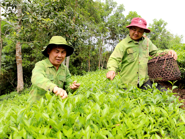 Người dân thôn Hùng Tiến, xã Hùng An “ra sức tăng gia sản xuất” để “áo ấm, cơm no” như lời Bác Hồ căn dặn.   (Ảnh chụp trước 25.4.2021).                                                  Ảnh: THU PHƯƠNG