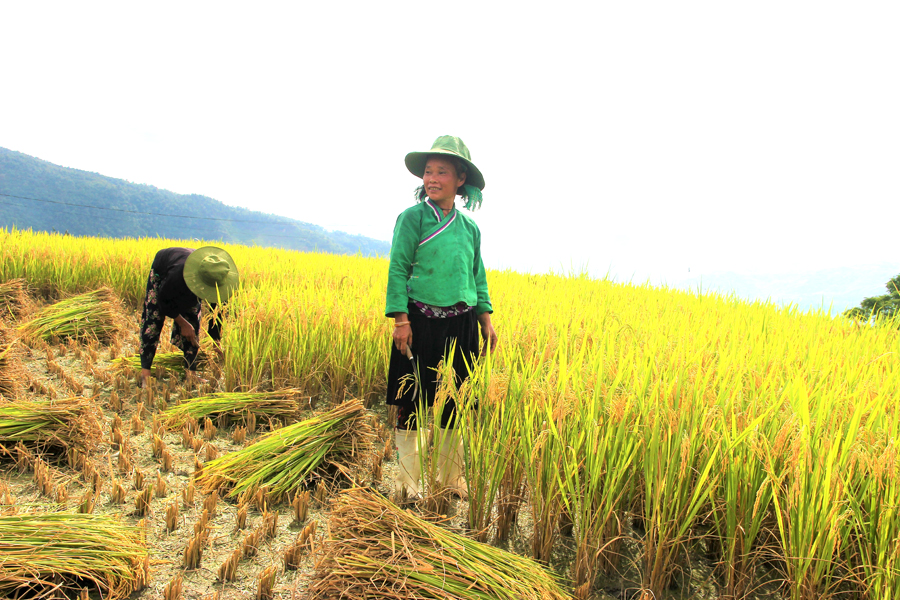 Thu hoạch lúa vụ Xuân.