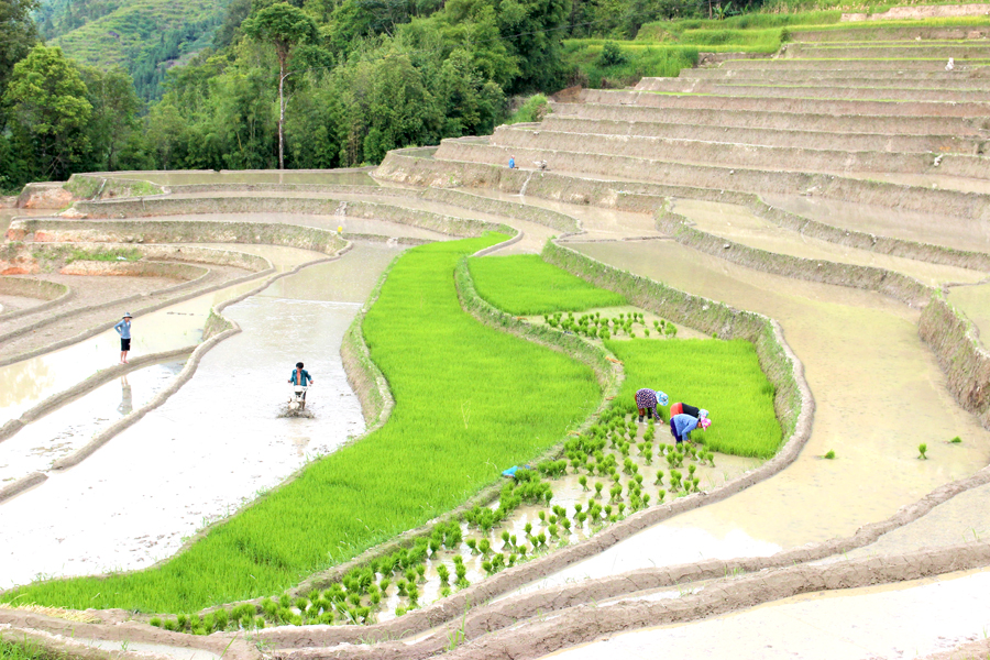 Người dân gieo cấy vụ Mùa.